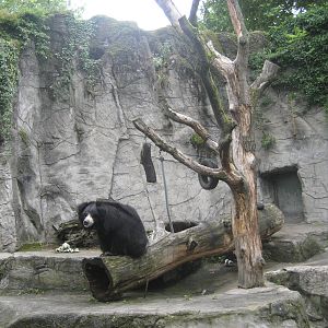 Frankfurt Zoo - Bear grotto