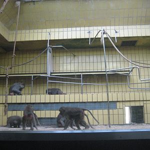 Frankfurt Zoo - Baboon exhibit
