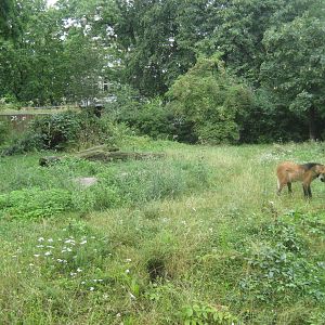 Frankfurt Zoo - Maned wolf exhibit