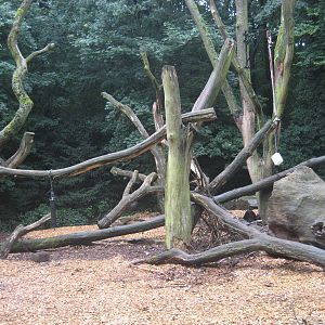 Dortmund Zoo - Bear exhibit