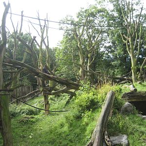 Duisburg Zoo - Gorilla exhibit