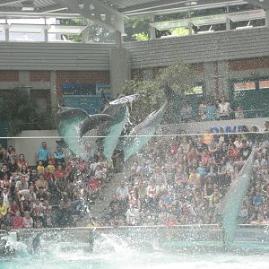Duisburg Zoo - Dolphin show