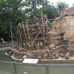 Cologne Zoo - Baboon rock