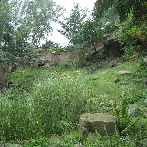 Cologne Zoo - Snow leopard exhibit