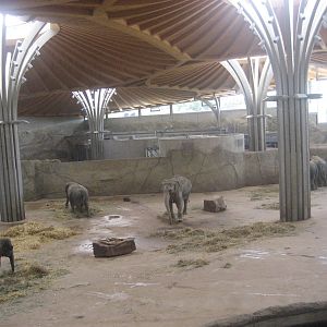 Cologne Zoo - Elephant park