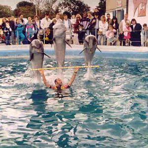 The Dolphin Show in the Dolphinarium at Flamingo Park