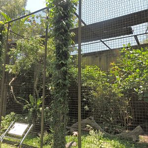 Brahminy kite aviary [2016]