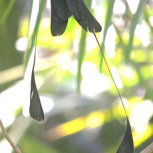 Greater racket-tailed drongo [2016]