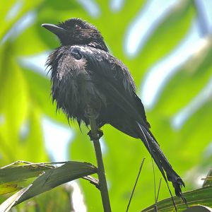Greater racket-tailed drongo [2016]