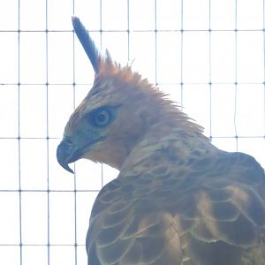 Javan hawk-eagle [2016]