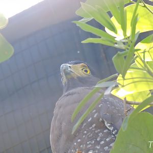 Crested serpent eagle [2016]