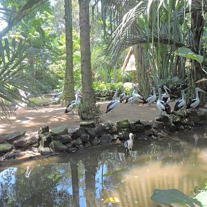 Australian pelican exhibit [2016]