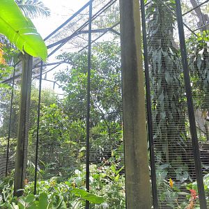 Lesser adjutant and rhinoceros hornbill aviary [2016]