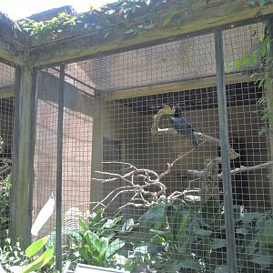 Typical hornbill aviary [2016]