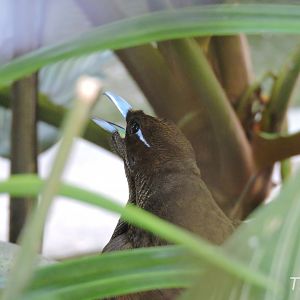 Magnificent bird-of-paradise [2016]