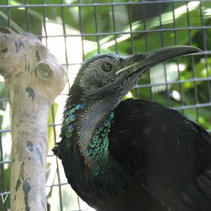 Magnificent riflebird [2016]