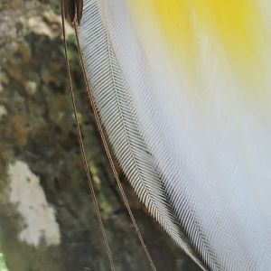 Lesser bird-of-paradise [2016]