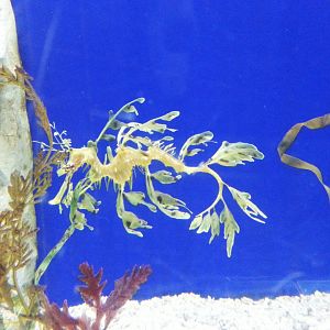 Leafy seadragon [2014]