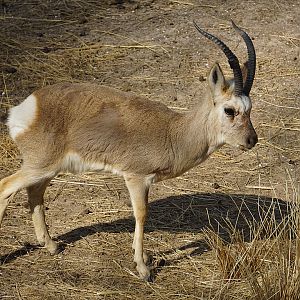 Tibetan gazelle (Procapra picticaudata)