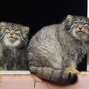 Pallas’s cat