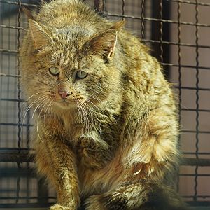 Chinese desert cat (Felis bieti)