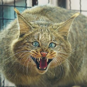 Chinese desert cat (Felis bieti)