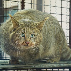 Chinese desert cat (Felis bieti)