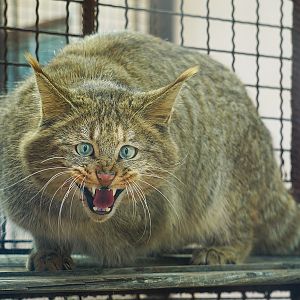 Chinese desert cat (Felis bieti)