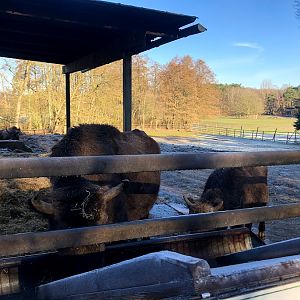 Wildpark Lüneburger Heide- European bison- 2021