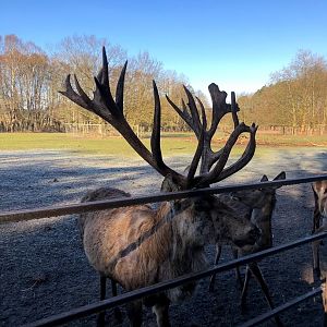 Wildpark Lüneburger Heide- red deer- 2021