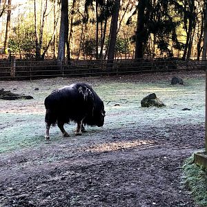 Wildpark Lüneburger Heide- musk ox grazing- 2021