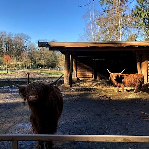 Wildpark Lüneburger Heide- group highland cattle- 2021