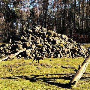Wildpark Lüneburger Heide- ibex enclosure- 2021