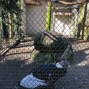 Wildpark Lüneburger Heide- two Andean condors- 2021