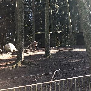 Wildpark Lüneburger Heide- reindeer in it's enclosure- 2021