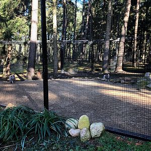 Wildpark Lüneburger Heide- polar fox exhibit- 2021