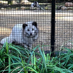 Wildpark Lüneburger Heide- partly blind polar fox- 2021