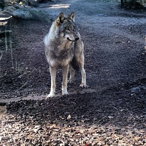 Wildpark Lüneburger Heide- grey wolf- 2021