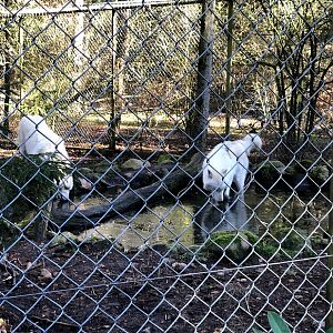 Wildpark Lüneburger Heide- two arctic wolves- 2021