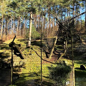 Wildpark Lüneburger Heide- snow leopard enclosure- 2021
