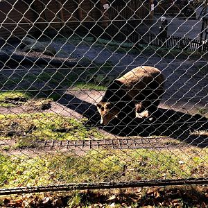 Wildpark Lüneburger Heide- European brown bear- 2021