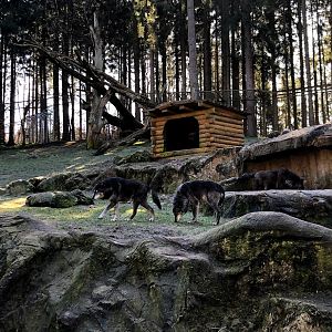 Wildpark Lüneburger Heide- timber wolves in Kamschtkan bear enclosure- 2021