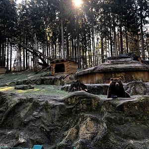 Wildpark Lüneburger Heide- Kamschatkan bear and timber wolves- 2021