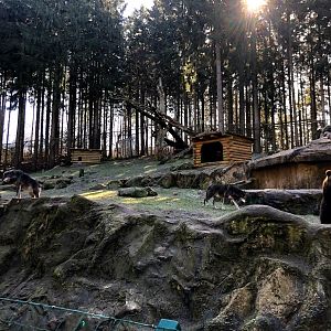 Wildpark Lüneburger Heide- bear with wolves- 2021