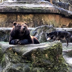Wildpark Lüneburger Heide- female Kamschatkan bear with wolf- 2021