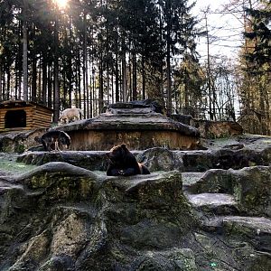 Wildpark Lüneburger Heide- Kamschatkan bear and three timber wolves- 2021