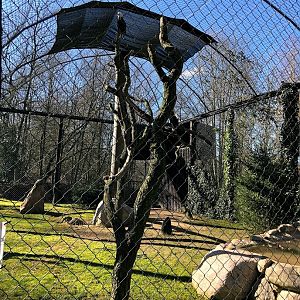 Wildpark Lüneburger Heide- bald eagle aviary- 2021