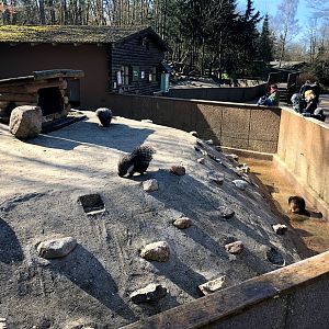 Wildaprk Lüneburger Heide- porcupines and racoons- 2021