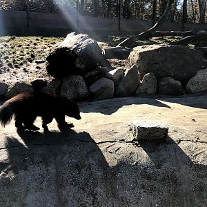 Wildpark Lüneburger Heide- wolverine- 2021