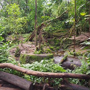 Asian Small-clawed Otter Exhibit